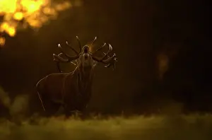 Antlers Prints: Red deer (Cervus elaphus) stag roaring at dawn, Bradgate Park, Leicestershire, UK. October