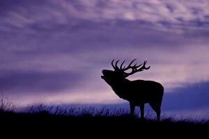 Purple Gallery: Red deer (Cervus elaphus) stag roaring at dusk during rutting season, Cheshire, UK