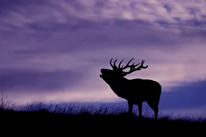 Red deer (Cervus elaphus) stag roaring at dusk during rutting season, Cheshire, UK