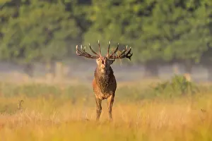 London Prints: Red deer (Cervus elaphus) stag roaring in long grass. Richmond Park, London, UK. October