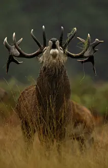 Antlers Prints: Red deer (Cervus elaphus) stag roaring in the rain