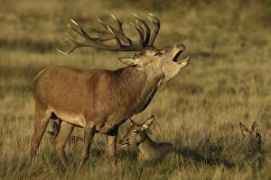 Antler Gallery: Red deer (Cervus elaphus) stag roaring during rut, with resting females, England, UK