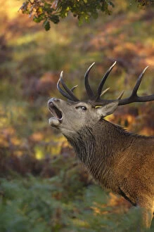 Red deer (Cervus elaphus) stag roaring during the rut, Leicestershire, UK, October