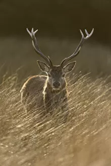 Red deer, (Cervus elaphus), stag in rough grassland, Jura, Scotland, UK. April