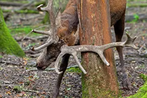 Antlers Prints: Red deer (Cervus elaphus) stag rubbing its antlers against a tree trunk