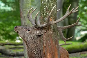Antlers Prints: Red deer (Cervus elaphus) stag rubbing its antlers against a tree trunk