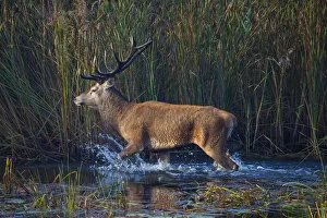 Red deer (Cervus elaphus) stag, Saxony, Germany. September