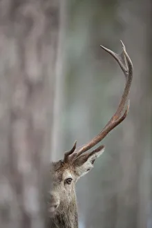 Images Dated 10th February 2010: Red Deer (Cervus elaphus) stag seen from behind a tree. Cairngorms National Park