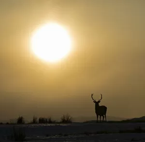 2019 August Highlights Gallery: Red deer, (Cervus elaphus), stag silhouetted at sunset, Scotland, UK.February
