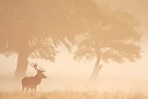 Red Deer (Cervus elaphus) stag silhouetted in mist, Dyrehaven, Denmark