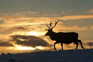 Red deer (Cervus elaphus) stag silhouetted at sunset, Scotland, UK, February