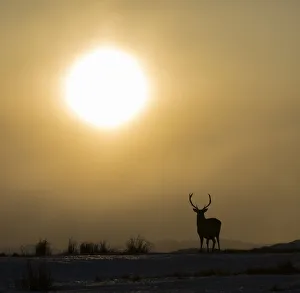 2019 August Highlights Prints: Red deer, (Cervus elaphus), stag silhouetted at sunset, Scotland, UK. February