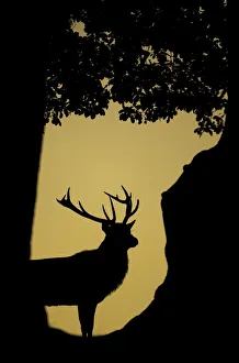 Red Deer (Cervus elaphus) stag silhouetted in a woodland glade. Bradgate Park, Leicestershire