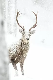 Red Deer (Cervus elaphus) Stag in the snow. Scotland, March