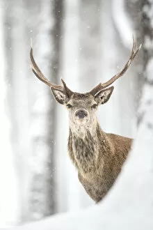 Images Dated 3rd March 2015: Red deer (Cervus elaphus) stag in the snow, Scotland, March