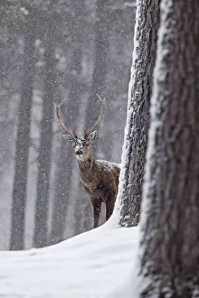 2020 February Highlights Collection: Red deer (Cervus elaphus) stag in snowy pine forest. Cairngorms National Park, Highlands