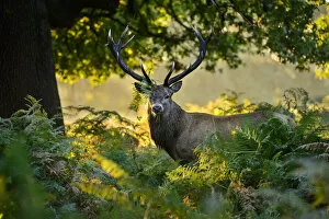 July 2021 Highlights Gallery: Red deer (Cervus elaphus) stag standing in bracken. London, UK. September