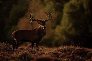 Antlers Prints: Red deer (Cervus elaphus) stag standing on heathland at sunset during autumn rut