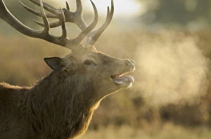 Red deer (Cervus elaphus) stag with steaming breath after fight, rutting season, Bushy Park