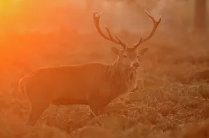 Images Dated 22nd October 2011: Red deer (Cervus elaphus) stag at sunrise, Bushy Park, London, UK, October