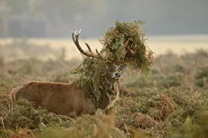 Images Dated 22nd October 2011: Red deer (Cervus elaphus) stag thrashing bracken, rutting season, Bushy Park, London, UK, October