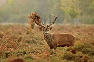 Images Dated 22nd October 2011: Red deer (Cervus elaphus) stag thrashing bracken, rutting season, Bushy Park, London