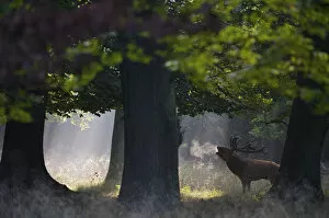 Red deer (Cervus elaphus) stag under trees calling during rut in morning, Klampenborg Dyrehaven