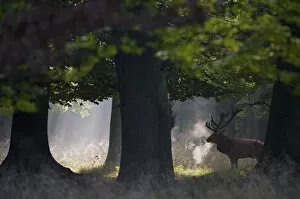 Red deer (Cervus elaphus) stag under trees, during rut, Klampenborg Dyrehaven, Denmark