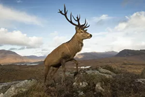 Images Dated 3rd April 2019: Red deer (Cervus elaphus) stag in upland landscape. Lochcarron, Highlands, Scotland, UK