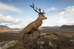 Red deer (Cervus elaphus) stag in upland landscape. Lochcarron, Highlands, Scotland, UK