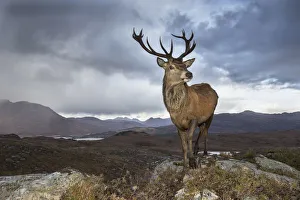 red deer cervus elaphus stag upland landscape