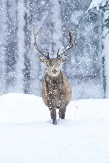 Antler Gallery: Red deer (Cervus elaphus) stag walking through falling snow, Cairngorms National Park, Scotland