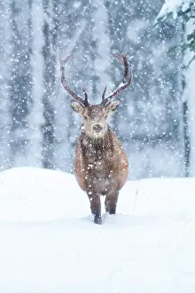 Looking Prints: Red deer (Cervus elaphus) stag walking through falling snow