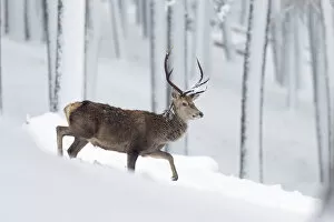 Red deer (Cervus elaphus) stag walking in snow covered pine forest, Cairngorms, Scotland