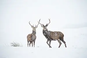 Stag Prints: Red deer, (Cervus elaphus), two stags in falling snow on moorland, Scotland, UK.February