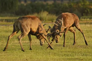 Images Dated 22nd October 2011: Two Red deer (Cervus elaphus) stags fighting, rutting season, Bushy Park, London