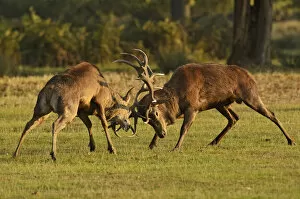 Two Red deer (Cervus elaphus) stags fighting, rutting season, Bushy Park, London