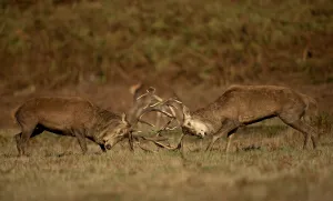 Antler Gallery: Two Red deer (Cervus elaphus) stags fighting, Bradgate Park, Leicestershire, UK. October