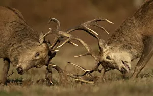 Two Red deer (Cervus elaphus) stags fighting, head to head, Bradgate Park, Leicestershire, UK. October