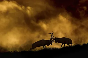 Red deer (Cervus elaphus) stags fighting at dusk during rutting season, Cheshire
