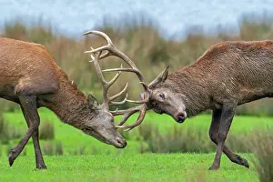 Antlers Prints: Two Red deer (Cervus elaphus)