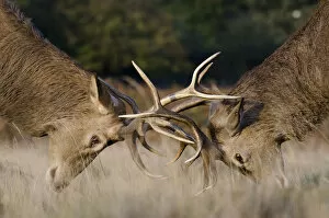 Aggression Gallery: Red deer (Cervus elaphus) stags fighting during rut, Richmond Park, London, England