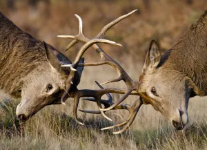 Red deer (Cervus elaphus) stags fighting during rut, Richmond Park, London, England, UK, October