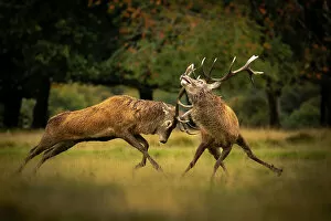 Ruminantia Gallery: Two Red deer (Cervus elaphus) stags, fighting during the rut, Cheshire, UK. July