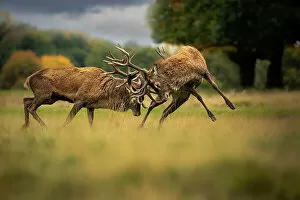 December 2022 Highlights Gallery: Two Red deer (Cervus elaphus) stags, fighting during the rut, Cheshire, UK. July