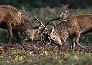 Red Deer (Cervus elaphus) stags fighting during the rutting season
