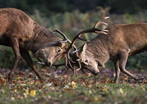 Images Dated 26th November 2020: Red deer (Cervus elaphus) stags fighting during the rutting season, Bushy Park, London