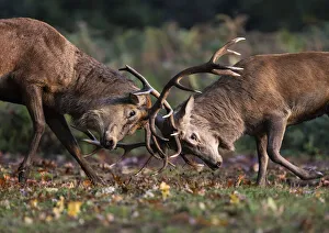 Stag Prints: Red deer (Cervus elaphus) stags fighting during the rutting season