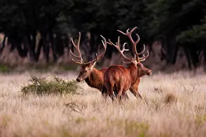 La Pampa Prints: Two Red deer (Cervus elaphus) stags preparing to fight in the mating season