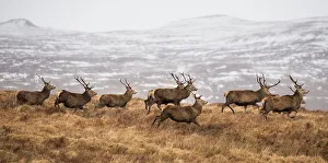 Stag Prints: Red deer (Cervus elaphus) stags running in herd across moorland, February